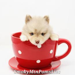 Athos SALE 3300 - Merle male Pomsky puppy in Christiana, Tennessee from Smoky Mountain Pomskies