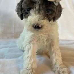 Snow White - Merle female Cockapoo puppy in Adrian, Oregon from ApplebyFarm