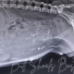 Boston Terrier puppies from Bull Shoals Bostons