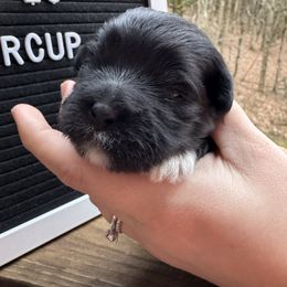 Buttercup - Black Lhasa Apso puppy in Middleburgh, New York from Top Knotch