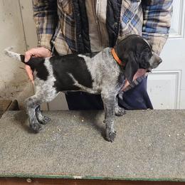 Boy 3 - Blue ticked and tan male Bluetick Coonhound puppy in Caneville, Kentucky from Bluegrass Blueticks (BGK)