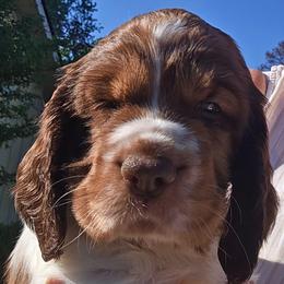 Teton - Liver white and tan male English Springer Spaniel puppy in Hephzibah, Georgia from Sidel's Springers