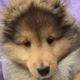 Will - Sable and white male Shetland Sheepdog puppy in Elizabeth, Colorado from Trio Shelties