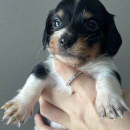 Night - Piebald male Dachshund puppy in Conroe, Texas from R&K Dachshunds