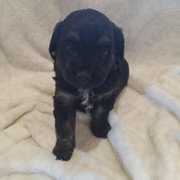 Boy 2 - male Poodle puppy in Milford, Indiana from Olde Heritage K-9