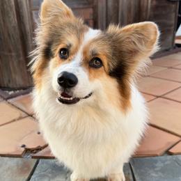 Nori - Pembroke Welsh Corgi