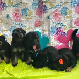 German Shepherd Puppies from Wildfire German Shepherds