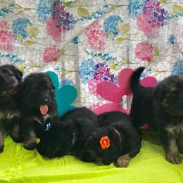 German Shepherd Puppies from Wildfire German Shepherds