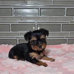 Pup 4 - Black and tan female Yorkshire Terrier puppy in Polk City, Florida from Yorkies by Casey