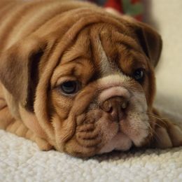 Girl 2 - Fawn and white female Bulldog puppy in Bradleyville, Missouri from HurstBulldogs