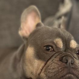 Cavalier King Charles Spaniels and French Bulldogs from Roy-alty Cavaliers