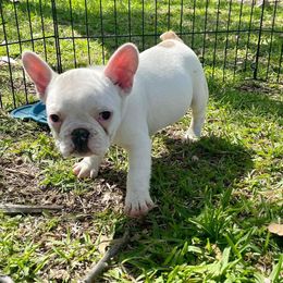 French Bulldogs from DC Frenchies