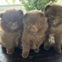 Pomeranian Puppies from Mendocino Pomeranians