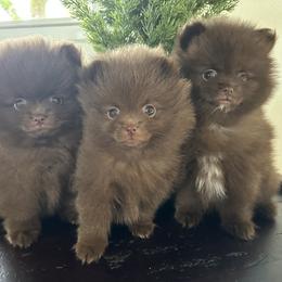 Pomeranian Puppies from Mendocino Pomeranians