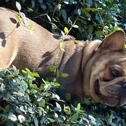 French Bulldogs from Log Cabin Frenchies