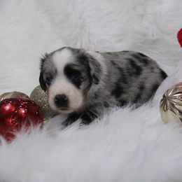 Girl 1 - Toy Australian Shepherd puppy in Corydon, Indiana from Arbuckle’s Lookin Good Aussies (LGA)