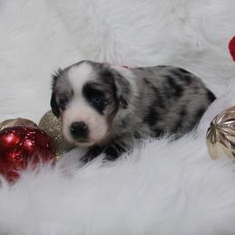 Girl 1 - Toy Australian Shepherd puppy in Corydon, Indiana from Arbuckle’s Lookin Good Aussies (LGA)