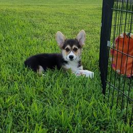 Pembroke Welsh Corgi Puppies from Ranch Hand Corgis