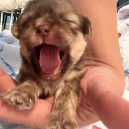 Boy 2 - Liver male Shih Tzu puppy in Silver Spring, Maryland from Saraya’s Shih Tzus