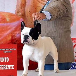 Dexter - French Bulldog