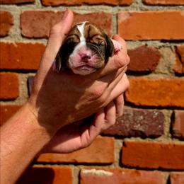 Carl Dean - Mahogany and white male Basset Hound puppy in Bellaire, Ohio from Blessed Bassets