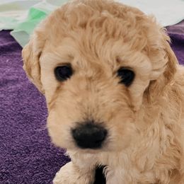 Goldendoodle Puppies from Doodlebloom Farm