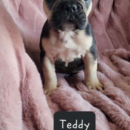 Boy 3 - Tricolors French Bulldog puppy in Florida from Brianna Hooks's French Bulldogs