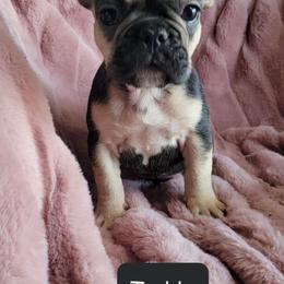 Boy 3 - Tricolors French Bulldog puppy in Florida from Brianna Hooks's French Bulldogs