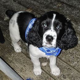 English Springer Spaniel Puppies from Ocoee Mountain Springers