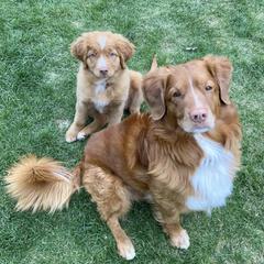 Nova Scotia Duck Tolling Retrievers from Heaven Scent Tollers - Nova Scotia Duck Tolling Retrievers