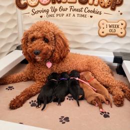 Cavapoo puppies from Kingston’s Cavaliers