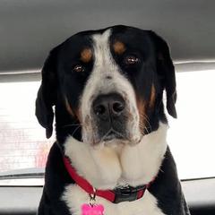 Vera - Greater Swiss Mountain Dog