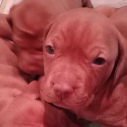 Vizsla Puppies from Foxfire Vizslas