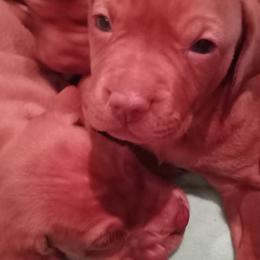 Vizsla Puppies from Foxfire Vizslas