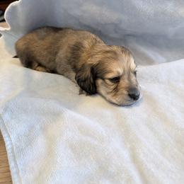 Peaches - Cream female Dachshund puppy in Fort Worth, Texas from The Holloway Dachshunds