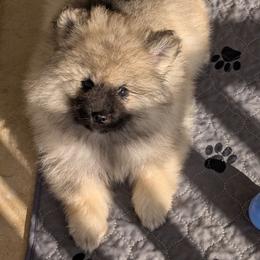 Orange collar - Black and silver female Keeshond puppy in Fayetteville, Tennessee from Erbekees-Keeshonden
