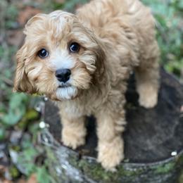 Mosses - Apricot male Cavapoo puppy in Bellingham, Washington from My Sweet Poodles and Doodles
