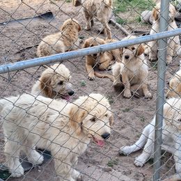 All - Red  female Goldendoodle puppy in Athelstane, Wisconsin from Caldron Falls Doodles and Poodles