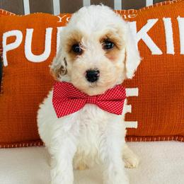 Casper - Parti male Goldendoodle puppy in Auburn, Indiana from Martin’s Doodles