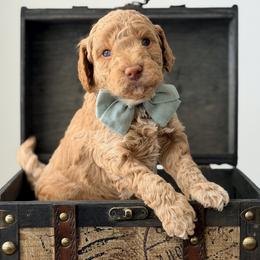 Teddy - Apricot male Goldendoodle puppy in Fayetteville, Georgia from Darling Doodles