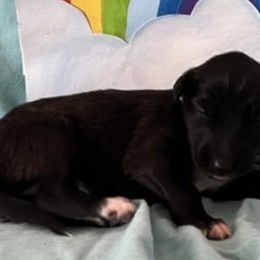 Girl 6 - Silken Windhound puppy in Punta Gorda, Florida from Sunkissed Silken Windhounds