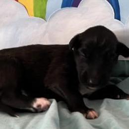 Girl 6 - Silken Windhound puppy in Punta Gorda, Florida from Sunkissed Silken Windhounds