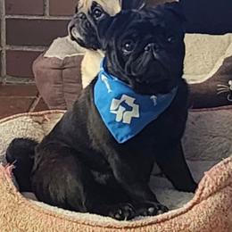 Pug puppies from Precious Princess Pugs