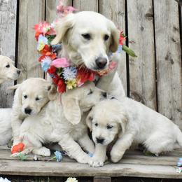 Golden Retriever Puppies from Lightning Oak Acres
