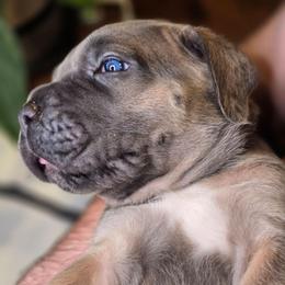 Lime green collar - Chestnut brindle male Cane Corso puppy in Springfield, Oregon from PNW Cane Corsos