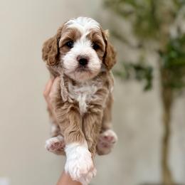 Pumpkin girl - Apricot female Goldendoodle puppy in Rio Linda, California from Plush Doodles