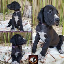Great Dane Puppies from Gentle Giants of Tennessee Great Danes