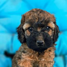 Lilo - Sable female Cockapoo puppy in Indiahoma, Oklahoma from Phamily Doodles