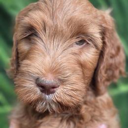 Roe's Red Boy - Red  male Goldendoodle puppy in Brea, California from River Doodles