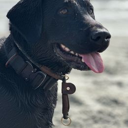 Gunny - Labrador Retriever